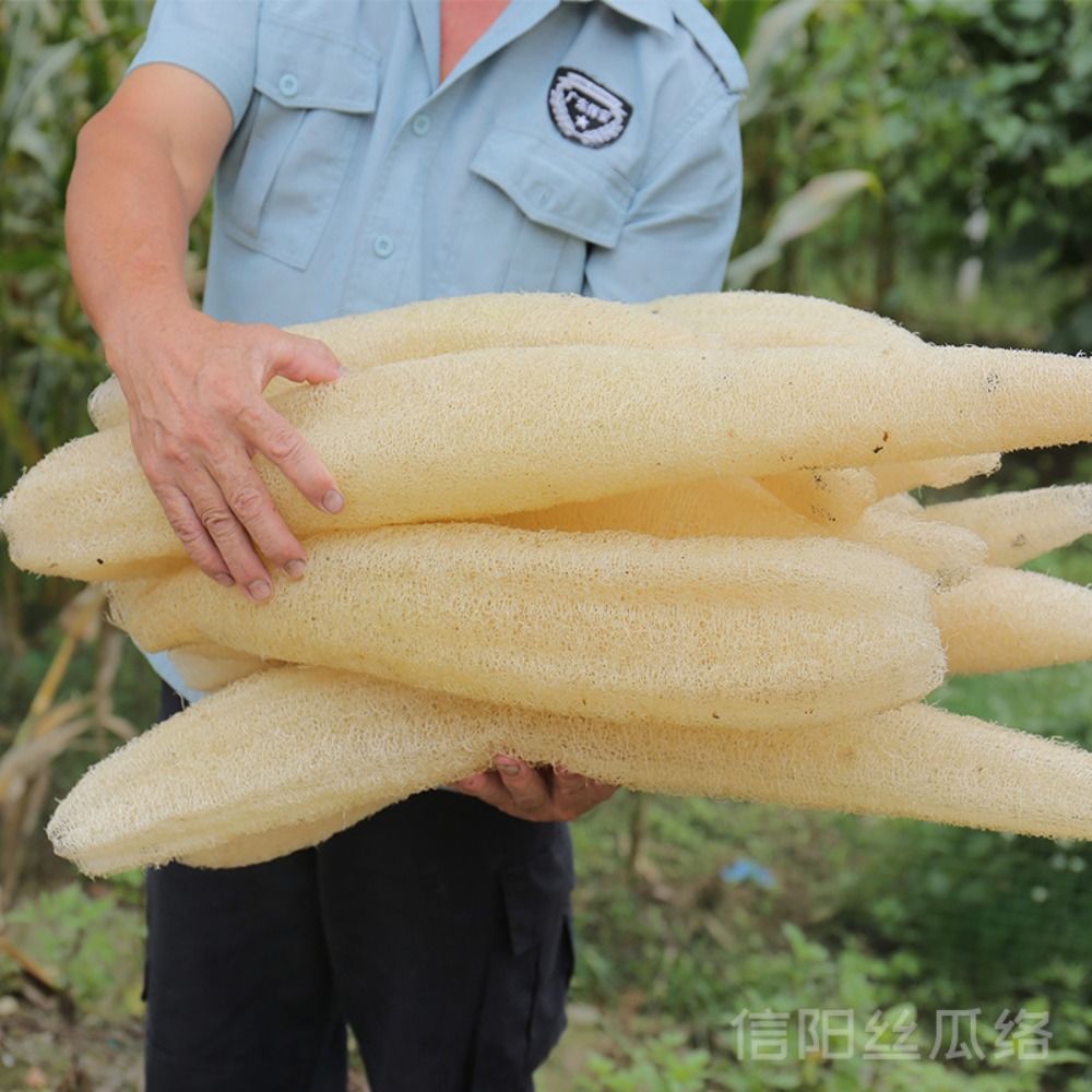 Éponge Luffa naturelle antiari - Body Loofah Natural avis et prix